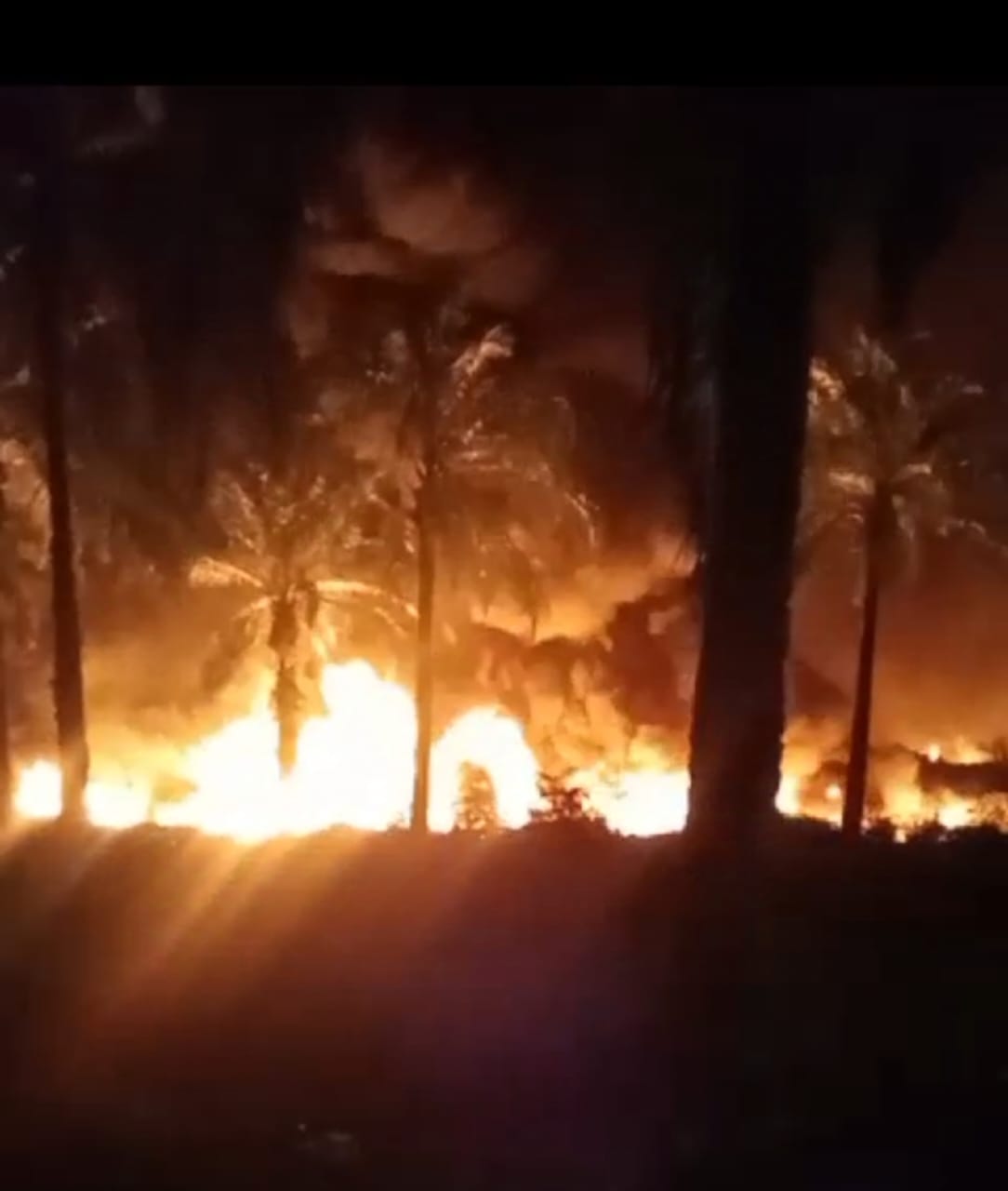 IMG-20241118-WA0151(1)